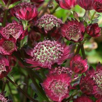 Astrantia major 'Moulin Rouge'