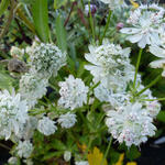 Astrantia major 'Alba' - Zeeuws knoopje - Astrantia major 'Alba'