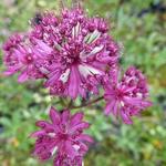 Astrantia major 'Claret' - Zeeuws knoopje