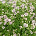 Astrantia major ‘Florence’ - Zeeuws knoopje