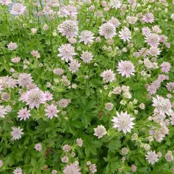 Astrantia major ‘Florence’