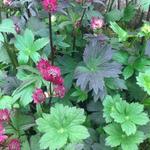 Astrantia 'Gill Richardson' - Zeeuws knoopje