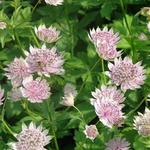 Astrantia major 'Pink Sensation' - Zeeuws knoopje