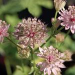 Astrantia major 'Primadonna' - Zeeuws knoopje