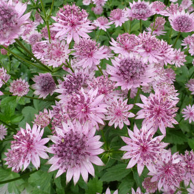 Astrantia major 'Roma' - Zeeuws knoopje