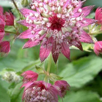 Astrantia major 'Rosea'