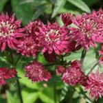 Astrantia carniolica 'Rubra' - Zeeuws knopje