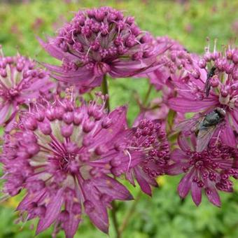 Astrantia major 'Ruby Cloud'