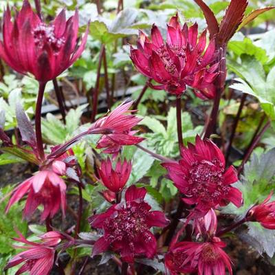 Astrantia major 'Ruby Wedding' - Zeeuws knoopje