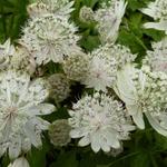 Zeeuws knoopje - Astrantia major 'Shaggy'