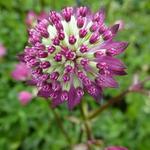 Astrantia major 'Star of Passion' - Zeeuws knoopje - Astrantia major 'Star of Passion'