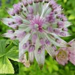 Astrantia major 'Sunningdale Variegated' - Zeeuws knoopje