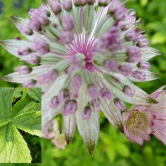 Astrantia major 'Sunningdale Variegated'