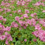 Astrantia major 'Venice' - Zeeuws knoopje