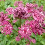 Astrantia major 'Washfield' - Zeeuws knoopje