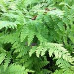 Athyrium filix-femina - Wijfjesvaren