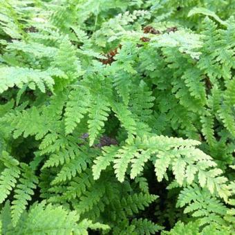 Athyrium filix-femina