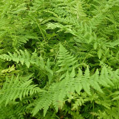 Athyrium filix-femina 'Rotstiel' - Wijfjesvaren