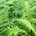 Athyrium filix-femina 'Victoriae' - Wijfjesvaren