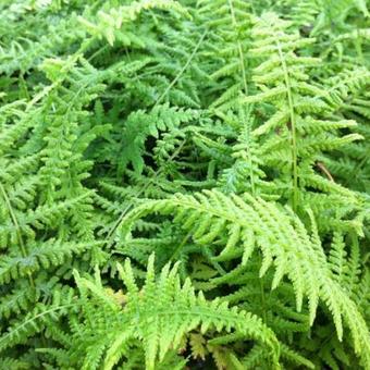 Athyrium filix-femina 'Victoriae'