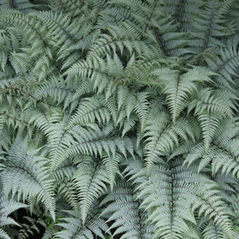 Athyrium 'Ghost'