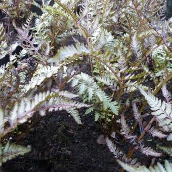 Athyrium niponicum var. pictum 'Pewter Lace'