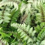 Athyrium niponicum var. pictum 'Red Beauty' - Japanse regenboogvaren