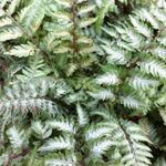 Athyrium niponicum var. Pictum - Japanse regenboogvaren - Athyrium niponicum var. Pictum