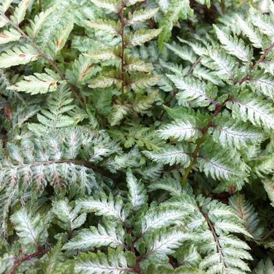 Athyrium niponicum var. Pictum - Japanse regenboogvaren