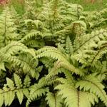 Athyrium otophorum 'Okanum' - Japanse wijfjesvaren - Athyrium otophorum 'Okanum'