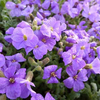 Aubrieta 'Cascade Blue' - Randjesbloem