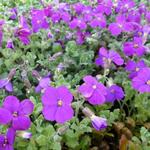 Aubrieta 'Cascade Purple' - Randjesbloem