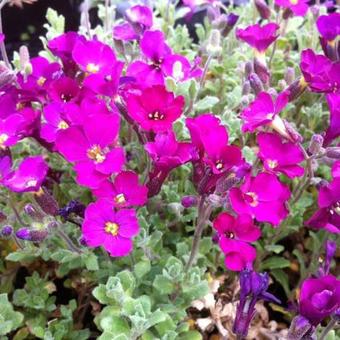 Aubrieta 'Cascade Red'