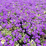 Aubrieta 'Dr. Mules Variegated' - Randjesbloem/Blauwkussen - Aubrieta 'Dr. Mules Variegated'