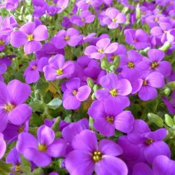 Aubrieta 'Hamburger Stadtpark'