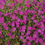 Aubrieta 'REGADO Red' - Randjesbloem/Blauwkussen