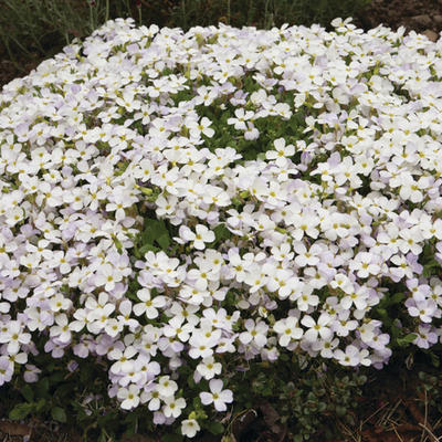 Randjesbloem/Blauwkussen - Aubrieta 'REGADO White'