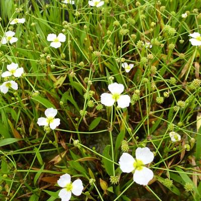 Stijve moerasweegbree - Baldellia ranunculoides