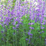 Baptisia australis - Valse indigo / Baptist / Indigolupine - Baptisia australis