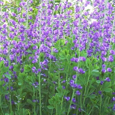 Baptisia australis - Valse indigo / Baptist / Indigolupine