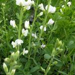 Baptisia alba 'Pendula' - Valse indigo - Baptisia alba 'Pendula'