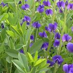 Baptisia australis 'Caspian Blue' - Valse indigo / Baptist / Indigolupine