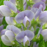 Baptisia 'Starlite Prärieblues' - Valse indigo