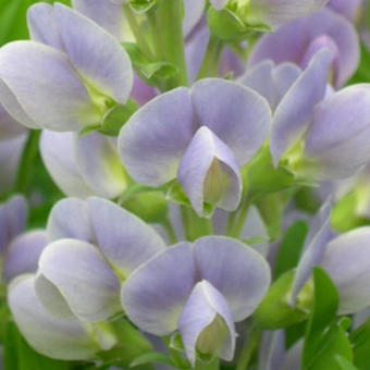 Baptisia 'Starlite Prärieblues'