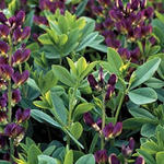 Baptisia australis 'Twilight Prärieblues' - Valse indigo