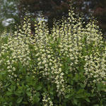 Valse indigo - Baptisia australis  'DECADENCE Vanilla Cream'