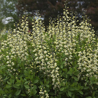 Baptisia australis  'DECADENCE Vanilla Cream'