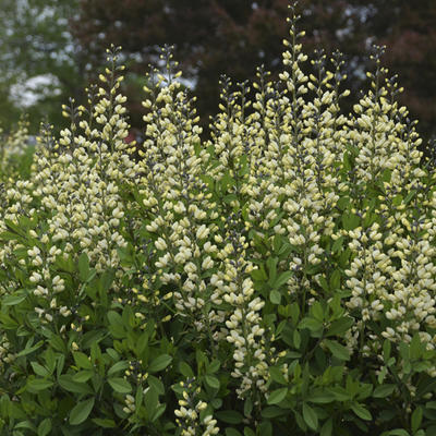 Valse indigo - Baptisia australis  'DECADENCE Vanilla Cream'