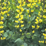 Baptisia - Valse indigo - Baptisia