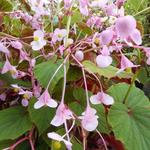 Begonia grandis subsp. evansiana - Winterharde begonia, Scheefblad